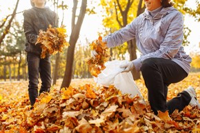 pile of leaves