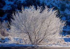 a tree in a forest